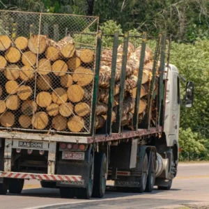 Acacia en grume – Camion complet 50 stères